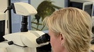 Mückenexpertin Doreen Werner, ZALF, vor dem Mikroskop. Exotische Mückenarten verbreiten sich in Deutschland. Wo, überprüfen Forscher mit dem Mückenatlas. Ihr könnt dabei helfen. Fangt eine Mücke und schickt sie ein. | Bild: ZALF / Monique Luckas