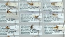 Mücken-Präparate für das Archiv. Exotische Mückenarten verbreiten sich in Deutschland. Wo, überprüfen Forscher mit dem Mückenatlas. Ihr könnt dabei helfen. Fangt eine Mücke und schickt sie ein. | Bild: ZALF / Monique Luckas