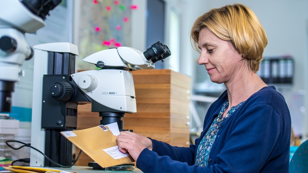 Mückenexpertin Doreen Werner, ZALF, vor dem Mikroskop. Exotische Mückenarten verbreiten sich in Deutschland. Wo, überprüfen Forscher mit dem Mückenatlas. Ihr könnt dabei helfen. Fangt eine Mücke und schickt sie ein. | Bild: Jarno Müller / ZALF