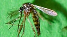 Asiatische Tigermücke - Männchen (links) und Weibchen (rechts). Exotische Mückenarten verbreiten sich in Deutschland. Wo, überprüfen Forscher mit dem Mückenatlas. Ihr könnt dabei helfen. Fangt eine Mücke und schickt sie ein. | Bild: picture-alliance/dpa
