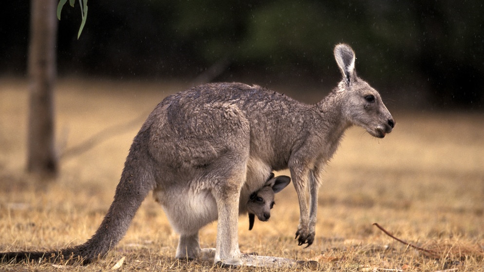 Baby kanguru hotsell