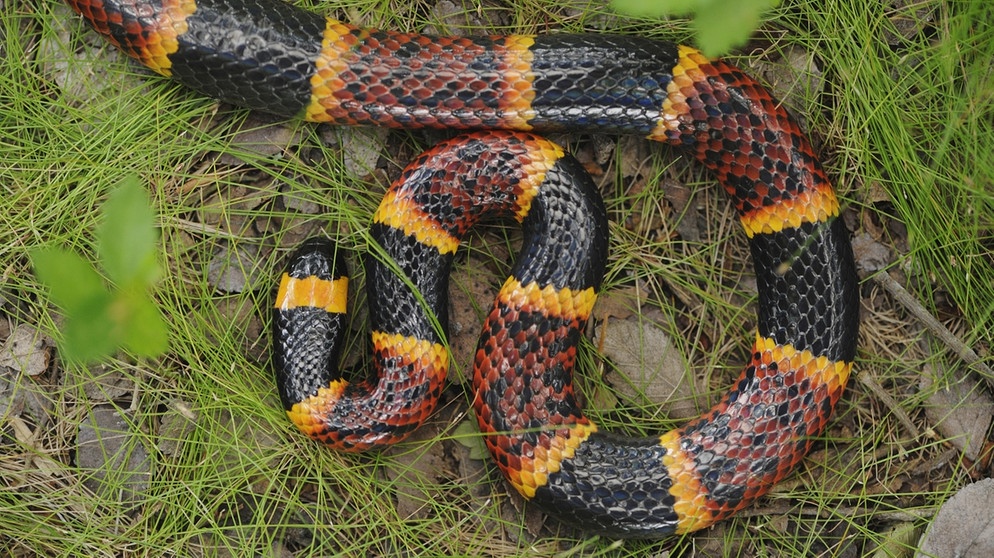 Texas-Korallenotter (Micrurus tener), Fennessey Ranch, Refugio, Corpus Christi, Coastal Bend, Texanische Küste, Texas, USA, Nordamerika | Bild: picture alliance/imageBROKER