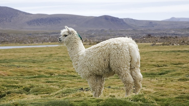 Lama und Alpaka So k nnt ihr die Kamele aus den Anden