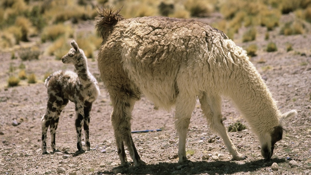 Lama und Alpaka So k nnt ihr die Kamele aus den Anden