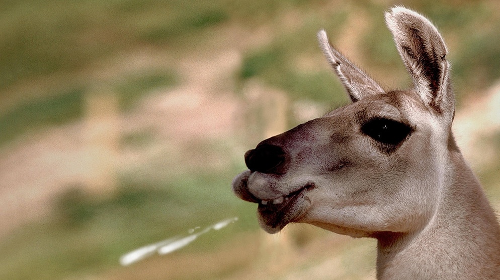 Lama und Alpaka So k nnt ihr die Kamele aus den Anden