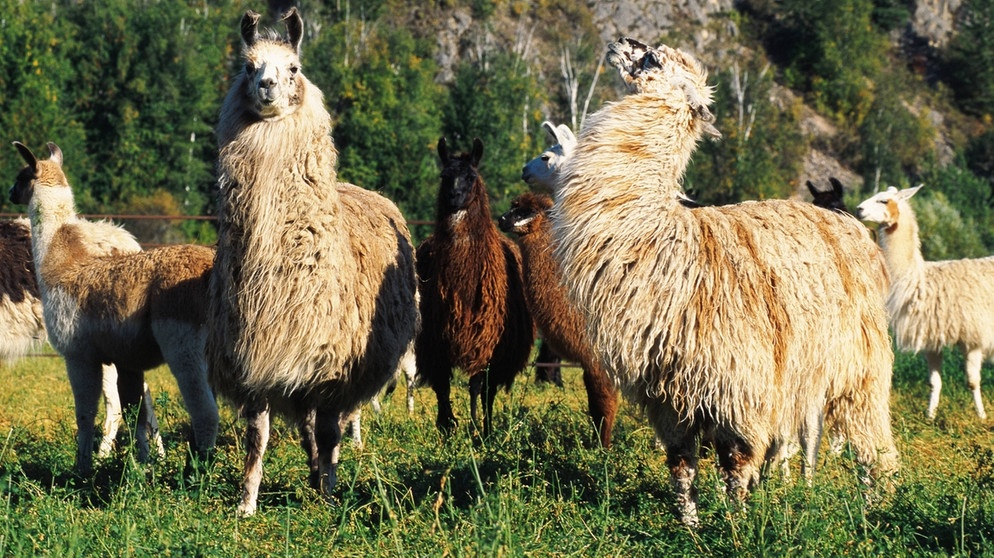 Lama und Alpaka So k nnt ihr die Kamele aus den Anden