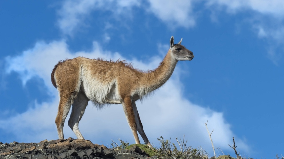 Lama und Alpaka So k nnt ihr die Kamele aus den Anden