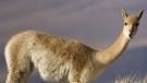 Vikunja. Lamas und Alpakas gehören zur Familie der Kamele und sind in den Anden in Südamerika heimisch. Im Vergleich zu Lamas sind Alpakas kleiner, leichter und haben einen rundlichen statt eckigen Körperbau. Hier erfahrt ihr mehr über die Kamele. | Bild: picture alliance / blickwinkel