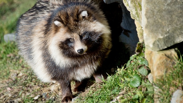 Tiere in Fürstenwalde: Waschbär attackiert Hund und Katze – worauf  Tier-Besitzer achten sollten