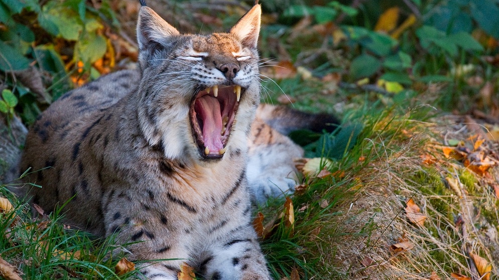 Eurasischer Luchs | Bild: picture-alliance/dpa