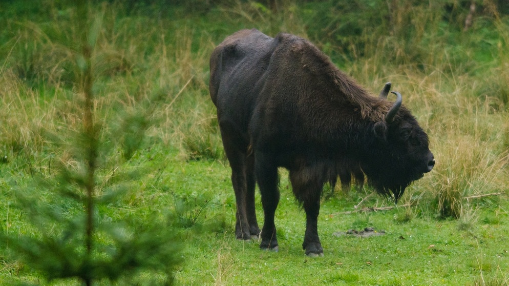 Wisent | Bild: picture-alliance/dpa