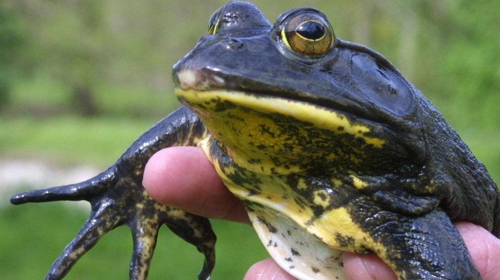 Der Ochsenfrosch gehört zu den Neozoen, den nach Deutschland eingewanderten, invasiven Tieren. | Bild: picture-alliance/dpa