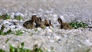 Das Wildkaninchen gehört zu den Neozoen, den nach Deutschland eingewanderten, invasiven Tieren. | Bild: picture-alliance/dpa / blickwinkel / H. Schmidbauer