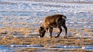 Rentier vor Bergen. Nase, Augen, Fell und Hufe von Rentieren sind perfekt an ihren Lebensraum angepasst. Doch der Klimawandel und Wilderei bedrohen die anpassungfähigen Tiere. | Bild: picture-alliance/dpa