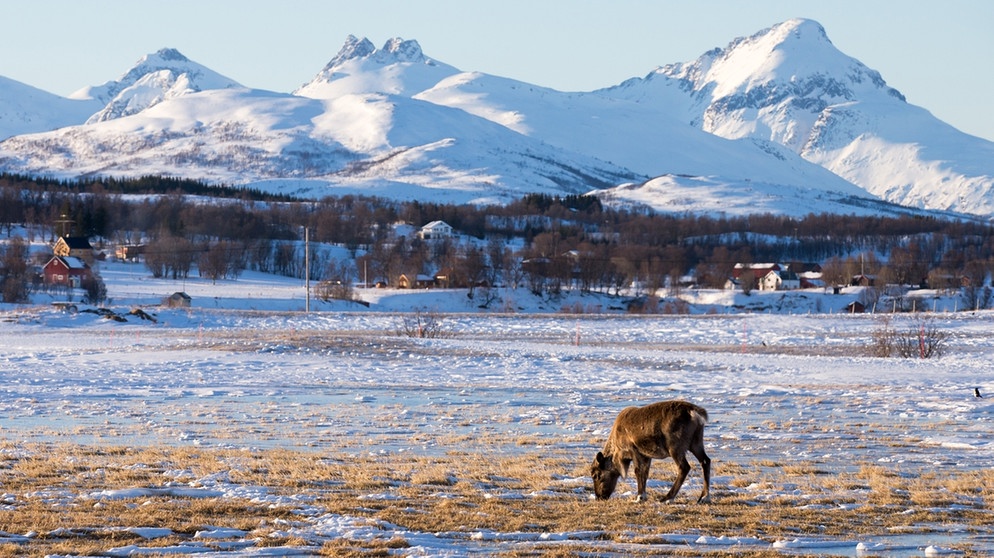 Rentier vor Bergen. Nase, Augen, Fell und Hufe von Rentieren sind perfekt an ihren Lebensraum angepasst. Doch der Klimawandel und Wilderei bedrohen die anpassungfähigen Tiere. | Bild: picture-alliance/dpa