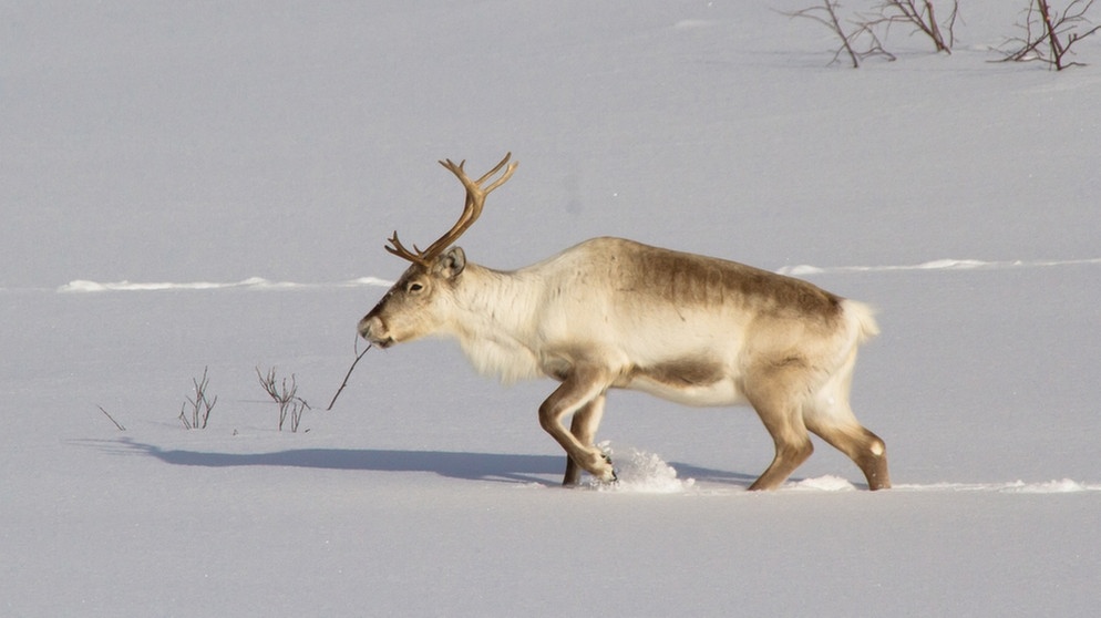 Rentier im Schnee. Nase, Augen, Fell und Hufe von Rentieren sind perfekt an ihren Lebensraum angepasst. Doch der Klimawandel und Wilderei bedrohen die anpassungfähigen Tiere. | Bild: picture-alliance/dpa