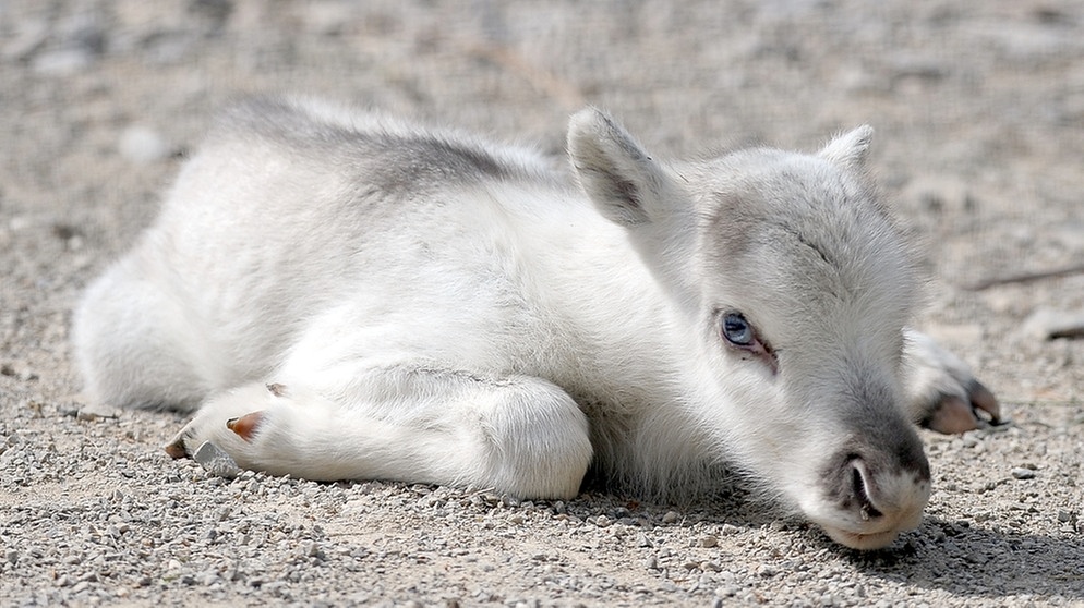 Junges Rentier. Nase, Augen, Fell und Hufe von Rentieren sind perfekt an ihren Lebensraum angepasst. Doch der Klimawandel und Wilderei bedrohen die anpassungfähigen Tiere. | Bild: picture-alliance/dpa