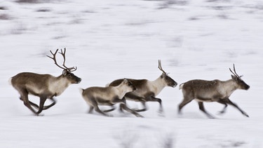 Rennende Rentiere. Nase, Augen, Fell und Hufe von Rentieren sind perfekt an ihren Lebensraum angepasst. Doch der Klimawandel und Wilderei bedrohen die anpassungfähigen Tiere. | Bild: picture-alliance/dpa