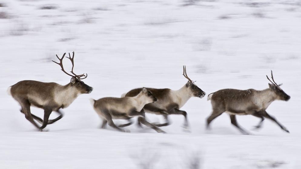 Rennende Rentiere. Nase, Augen, Fell und Hufe von Rentieren sind perfekt an ihren Lebensraum angepasst. Doch der Klimawandel und Wilderei bedrohen die anpassungfähigen Tiere. | Bild: picture-alliance/dpa