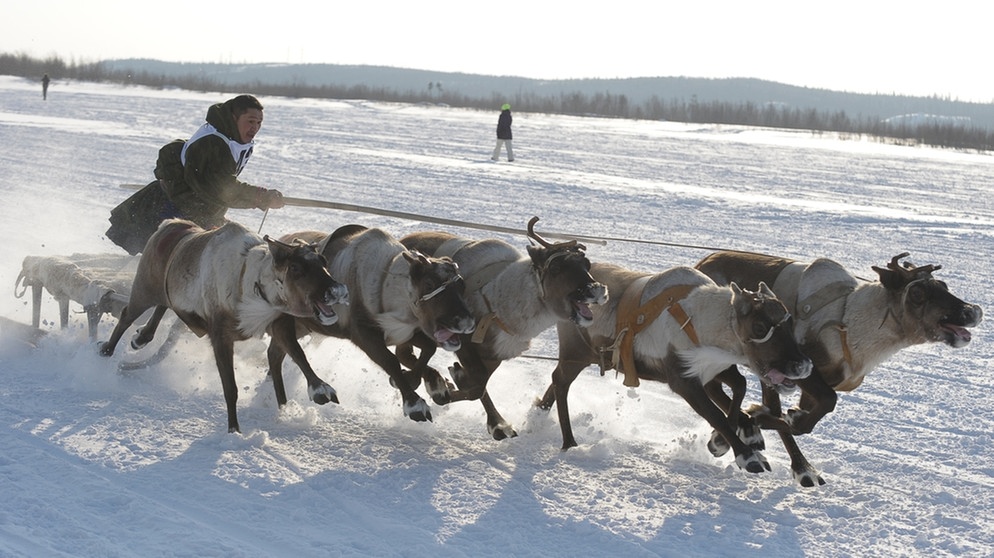 Rentier-Rennen in Russland. Nase, Augen, Fell und Hufe von Rentieren sind perfekt an ihren Lebensraum angepasst. Doch der Klimawandel und Wilderei bedrohen die anpassungfähigen Tiere. | Bild: picture-alliance/dpa