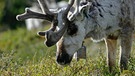 Rentier im Sommer auf einer Wiese. Nase, Augen, Fell und Hufe von Rentieren sind perfekt an ihren Lebensraum angepasst. Doch der Klimawandel und Wilderei bedrohen die anpassungfähigen Tiere. | Bild: picture-alliance/dpa