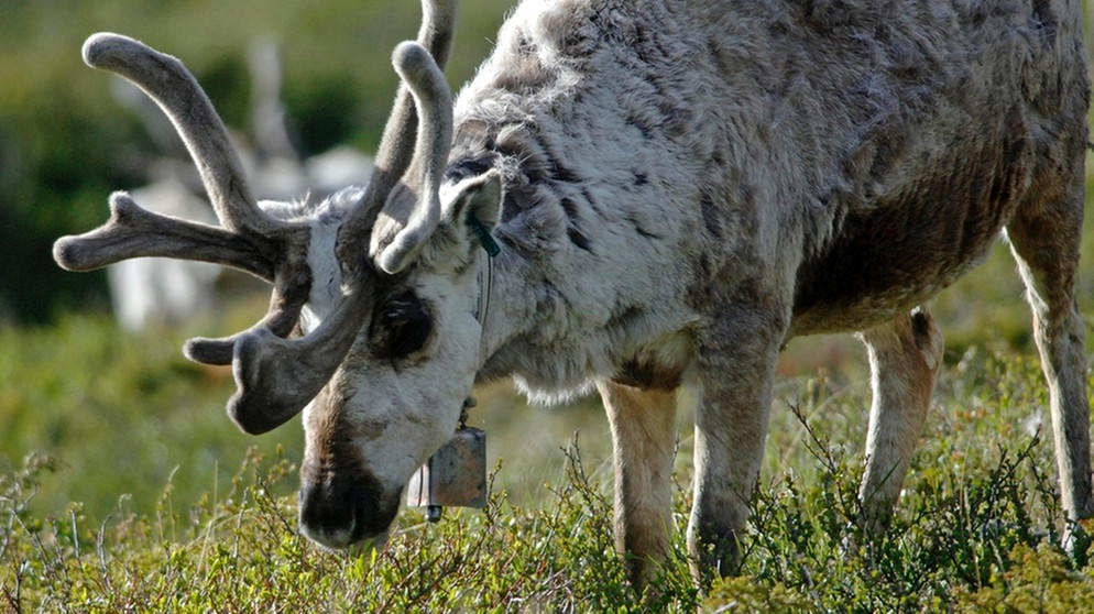 Rentier im Sommer auf einer Wiese. Nase, Augen, Fell und Hufe von Rentieren sind perfekt an ihren Lebensraum angepasst. Doch der Klimawandel und Wilderei bedrohen die anpassungfähigen Tiere. | Bild: picture-alliance/dpa