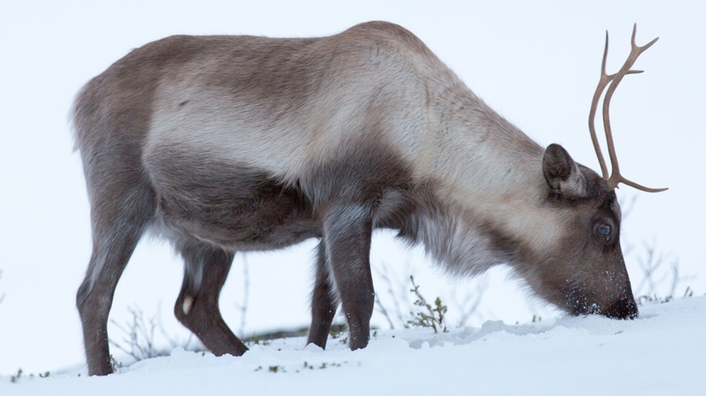 Rentier im Schnee. Nase, Augen, Fell und Hufe von Rentieren sind perfekt an ihren Lebensraum angepasst. Doch der Klimawandel und Wilderei bedrohen die anpassungfähigen Tiere. | Bild: picture-alliance/dpa