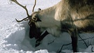 Rentier wühlt im Schnee. Nase, Augen, Fell und Hufe von Rentieren sind perfekt an ihren Lebensraum angepasst. Doch der Klimawandel und Wilderei bedrohen die anpassungfähigen Tiere. | Bild: picture-alliance/dpa / Arcticphoto - Bryan & Cherry Alexander Photography