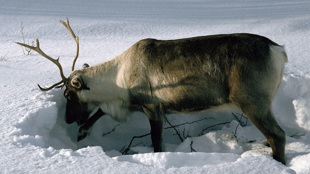 Rentier wühlt im Schnee. Nase, Augen, Fell und Hufe von Rentieren sind perfekt an ihren Lebensraum angepasst. Doch der Klimawandel und Wilderei bedrohen die anpassungfähigen Tiere. | Bild: picture-alliance/dpa / Arcticphoto - Bryan & Cherry Alexander Photography