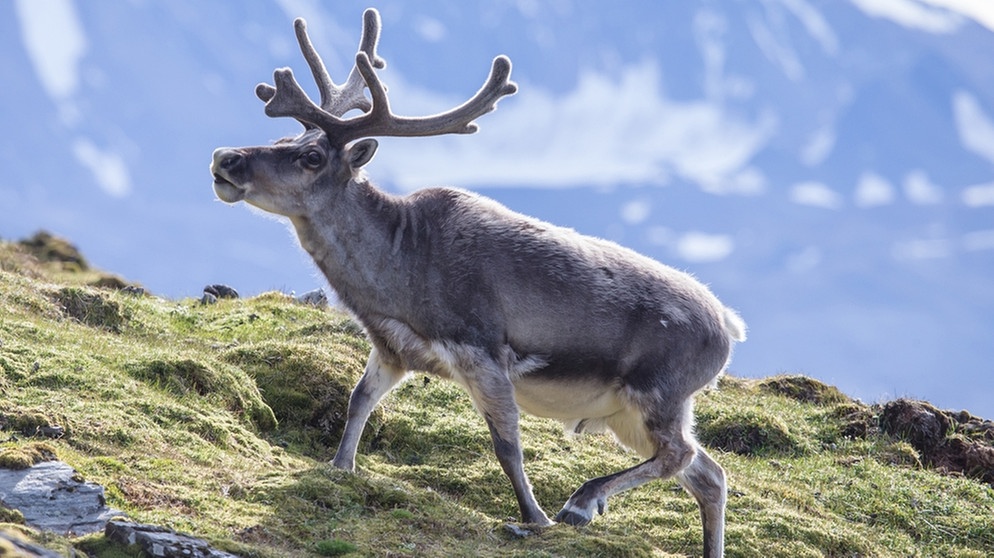 Rentier mit dem sogenannten Bast, einer kurzbehaarten Haut auf einem nachwachsenden Geweih. Nase, Augen, Fell und Hufe von Rentieren sind perfekt an ihren Lebensraum angepasst. Doch der Klimawandel und Wilderei bedrohen die anpassungfähigen Tiere. | Bild: picture-alliance/dpa