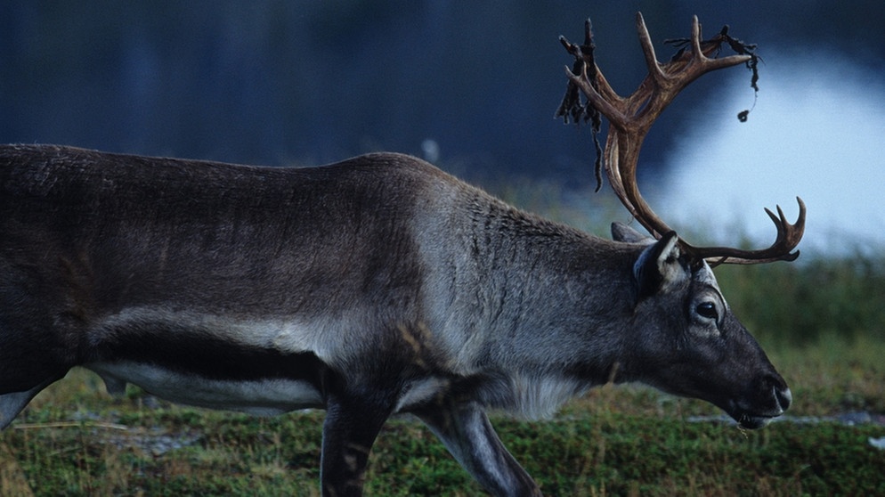 Rentier mit Bast in Fetzen und einem nachwachsenden Geweih. Nase, Augen, Fell und Hufe von Rentieren sind perfekt an ihren Lebensraum angepasst. Doch der Klimawandel und Wilderei bedrohen die anpassungfähigen Tiere. | Bild: picture-alliance/dpa