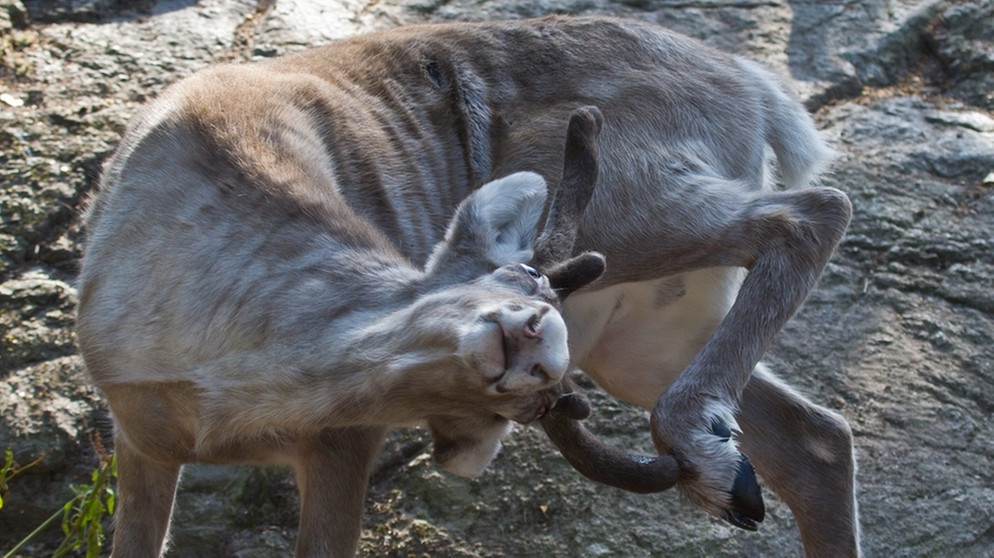 Rentier kratzt sich. Nase, Augen, Fell und Hufe von Rentieren sind perfekt an ihren Lebensraum angepasst. Doch der Klimawandel und Wilderei bedrohen die anpassungfähigen Tiere. | Bild: picture-alliance/dpa