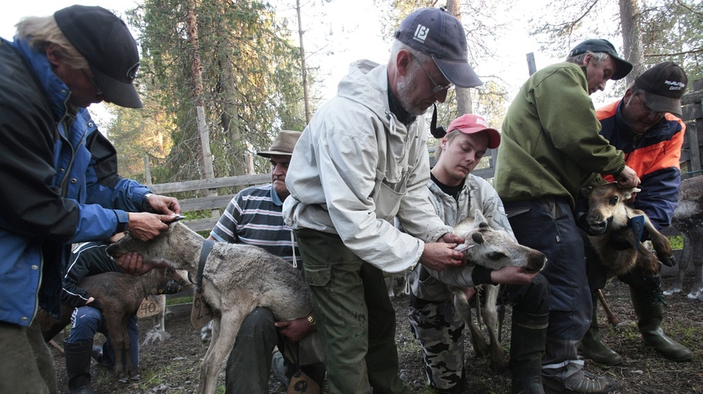 Rentiere werden Muster ins Ohr geritzt. Nase, Augen, Fell und Hufe von Rentieren sind perfekt an ihren Lebensraum angepasst. Doch der Klimawandel und Wilderei bedrohen die anpassungfähigen Tiere. | Bild: picture-alliance/dpa