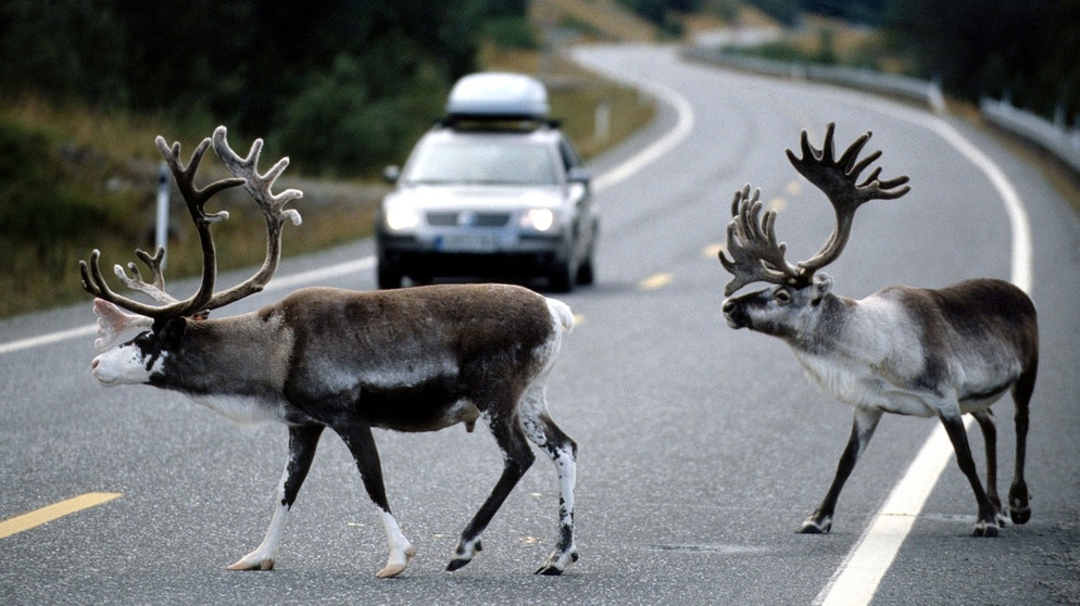 Rentiere auf einer Straße vor Auto | Bild: picture-alliance/dpa