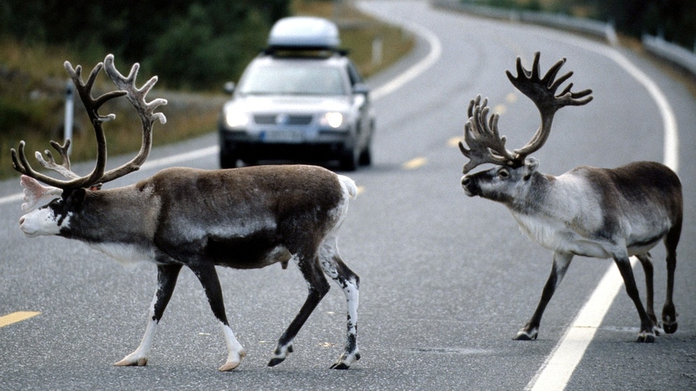 Rentiere auf einer Straße vor Auto. Nase, Augen, Fell und Hufe von Rentieren sind perfekt an ihren Lebensraum angepasst. Doch der Klimawandel und Wilderei bedrohen die anpassungfähigen Tiere. | Bild: picture-alliance/dpa