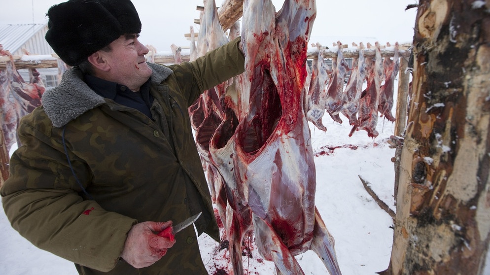 Geschlachtete Rentiere. Nase, Augen, Fell und Hufe von Rentieren sind perfekt an ihren Lebensraum angepasst. Doch der Klimawandel und Wilderei bedrohen die anpassungfähigen Tiere. | Bild: picture-alliance/dpa