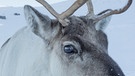 Rentiere im Cairngorms National Park in Schottland, Großbritannien. Rentiere können ihre Augenfarbe anpassen: Im Winter hilft den Tieren der Wechsel von braunen zu blauen Augen ihre Nahrung, weiße Flechten in weißem Schnee, besser zu finden. | Bild: picture alliance / robertharding | Ann & Steve Toon