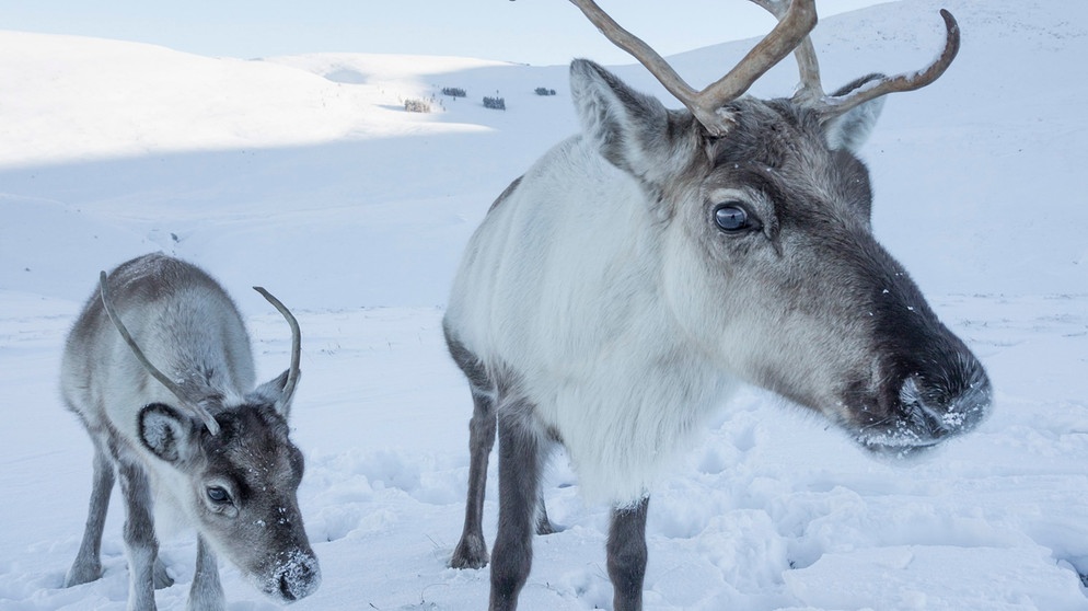 Rentiere im Cairngorms National Park in Schottland, Großbritannien. Rentiere können ihre Augenfarbe anpassen: Im Winter hilft den Tieren der Wechsel von braunen zu blauen Augen ihre Nahrung, weiße Flechten in weißem Schnee, besser zu finden. | Bild: picture alliance / robertharding | Ann & Steve Toon