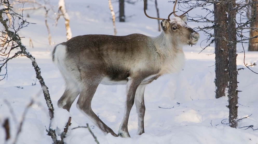 Rentiere gelten als gefährdet. Nase, Augen, Fell und Hufe von Rentieren sind perfekt an ihren Lebensraum angepasst. Doch der Klimawandel und Wilderei bedrohen die anpassungfähigen Tiere. | Bild: WWF Deutschland