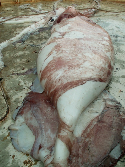 Riesenkalmar in Australien: Riesentintenfisch aus der Tiefsee. Riesentintenfische sind die größten wirbellosen Bewohner der Ozeane. Wir haben spannende Fakten über Riesenkalmare gesammelt. Klickt euch durch. | Bild: picture-alliance/dpa