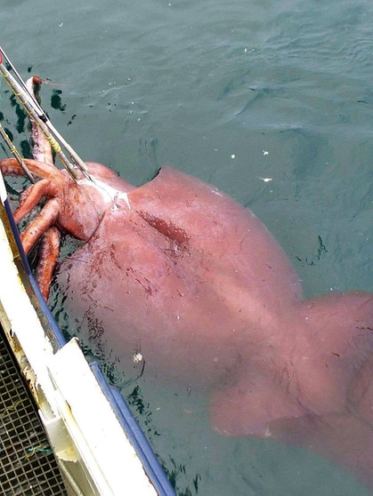 Riesenkalmar in Neuseeland: Ein Riesentintenfisch aus der Tiefsee. Riesentintenfische sind die größten wirbellosen Bewohner der Ozeane. Wir haben spannende Fakten über Riesenkalmare gesammelt. Klickt euch durch. | Bild: picture-alliance/dpa