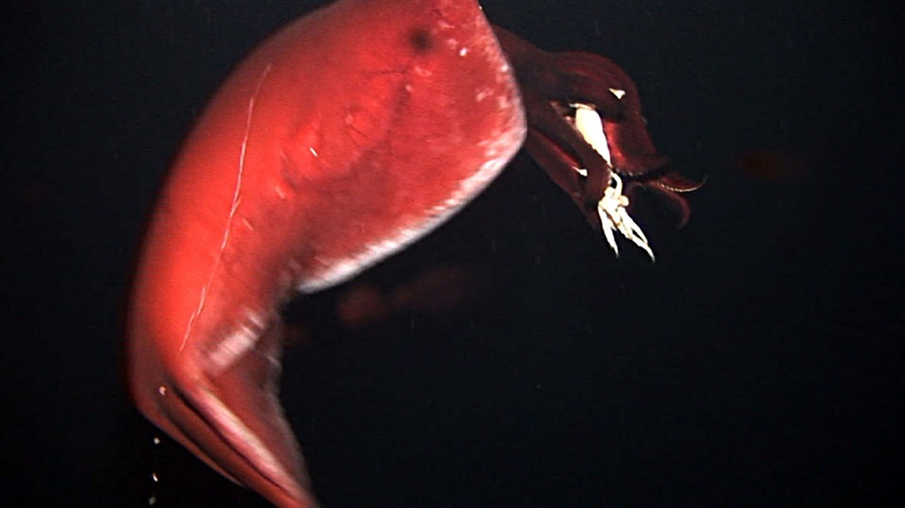 Riesenkalmar: Riesentintenfisch aus der Tiefsee. Riesentintenfische sind die größten wirbellosen Bewohner der Ozeane. Wir haben spannende Fakten über Riesenkalmare gesammelt. Klickt euch durch. | Bild: picture-alliance/dpa