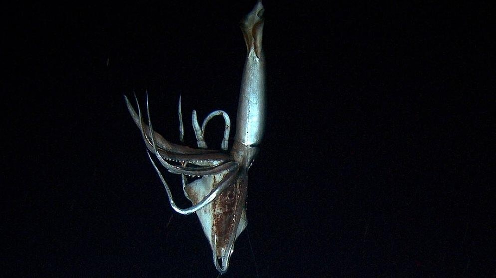 Ein Riesenkalmar (Riesentintenfisch aus der Tiefsee) im Pazifik. Riesentintenfische sind die größten wirbellosen Bewohner der Ozeane. Wir haben spannende Fakten über Riesenkalmare gesammelt. Klickt euch durch. | Bild: dapd