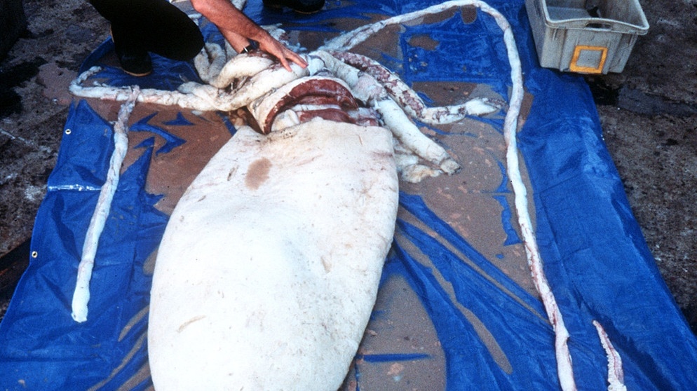 Ein Riesenkalmar (Riesentintenfisch aus der Tiefsee) im Hafen von Melbourne, Australien. Riesentintenfische sind die größten wirbellosen Bewohner der Ozeane. Wir haben spannende Fakten über Riesenkalmare gesammelt. Klickt euch durch. | Bild: picture-alliance/dpa / Mark Norman/Museum Victoria