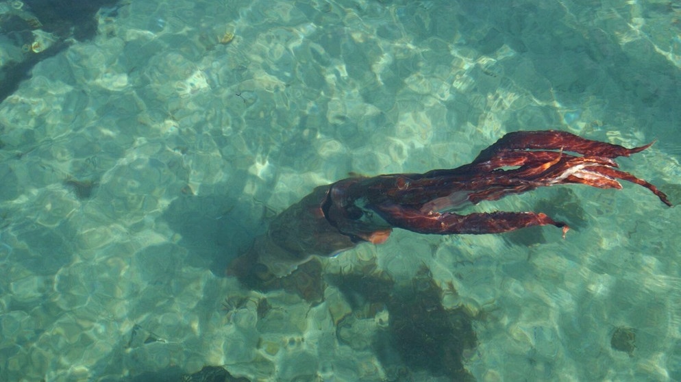 Ein Riesenkalmar (Riesentintenfisch aus der Tiefsee) in Spanien. Riesentintenfische sind die größten wirbellosen Bewohner der Ozeane. Wir haben spannende Fakten über Riesenkalmare gesammelt. Klickt euch durch. | Bild: dpa-Bildfunk