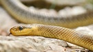 Gehört zu den Schlangen in Deutschland: Äskulapnatter. Sieben Schlangenarten gibt es in Deutschland. Wir zeigen euch, wie sie aussehen - und verraten, ob sie giftig sind. | Bild: mauritius-images