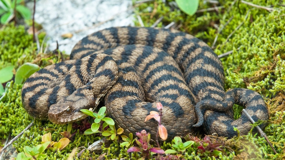 Gehört zu den Schlangen in Deutschland: Aspisviper. Sieben Schlangenarten gibt es in Deutschland. Wir zeigen euch, wie sie aussehen - und verraten, ob sie giftig sind. | Bild: mauritius-images