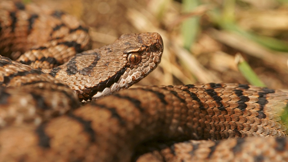 Gehört zu den Schlangen in Deutschland: Aspisviper. Sieben Schlangenarten gibt es in Deutschland. Wir zeigen euch, wie sie aussehen - und verraten, ob sie giftig sind. | Bild: mauritius-images