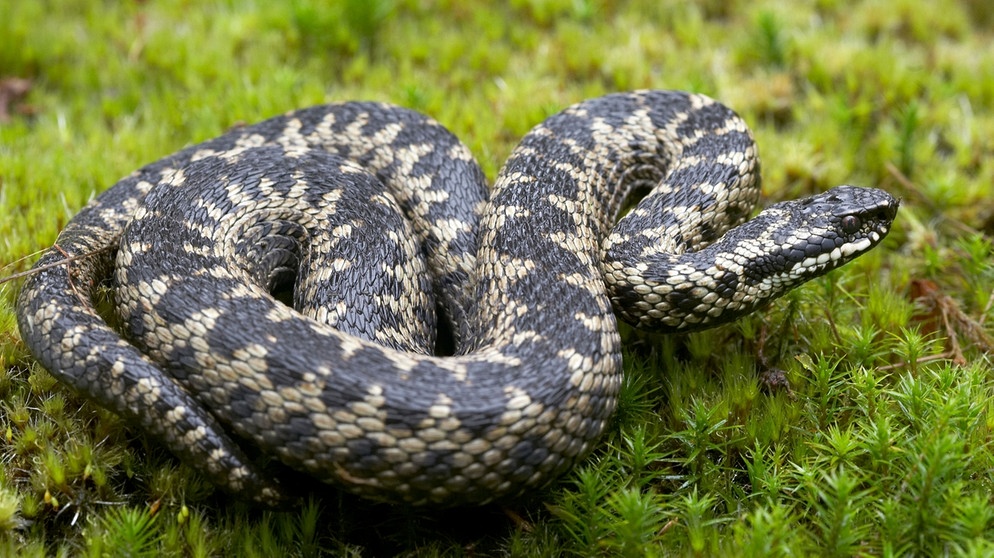 Gehört zu den Schlangen in Deutschland: Kreuzotter. Sieben Schlangenarten gibt es in Deutschland. Wir zeigen euch, wie sie aussehen - und verraten, ob sie giftig sind. | Bild: mauritius-images