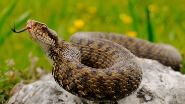 Gehört zu den Schlangen in Deutschland: Kreuzotter. Sieben Schlangenarten gibt es in Deutschland. Wir zeigen euch, wie sie aussehen - und verraten, ob sie giftig sind. | Bild: mauritius-images